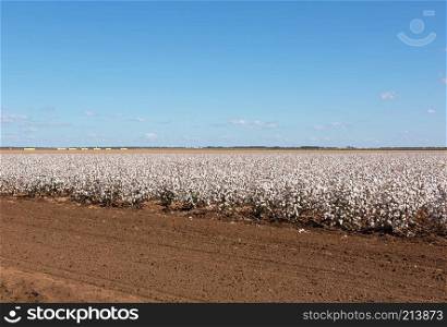 Cotton ready for harvest, near Warren, in New South Wales, Australia