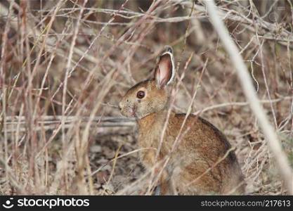 Cottontail Rabbit in Manitoba