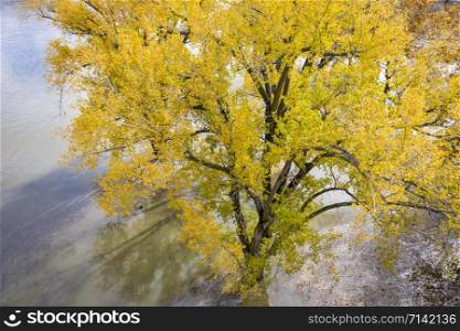 cottonwood tree in fall colors on the shore of flooded Missouri River at Brownville, Nebraska, aerial perspective