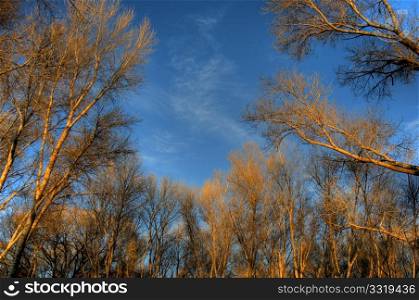 Cottonwoods at sunset