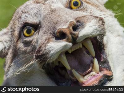 Cougar, North American Mountain Lion, Puma Concolor