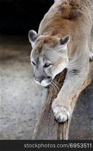 Cougar on a tree branch. Animals: cougar, American mountain lion, on a tree branch, close-up shot