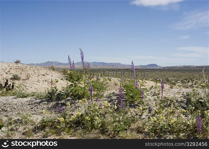 Coulters Lupine in desert landscape