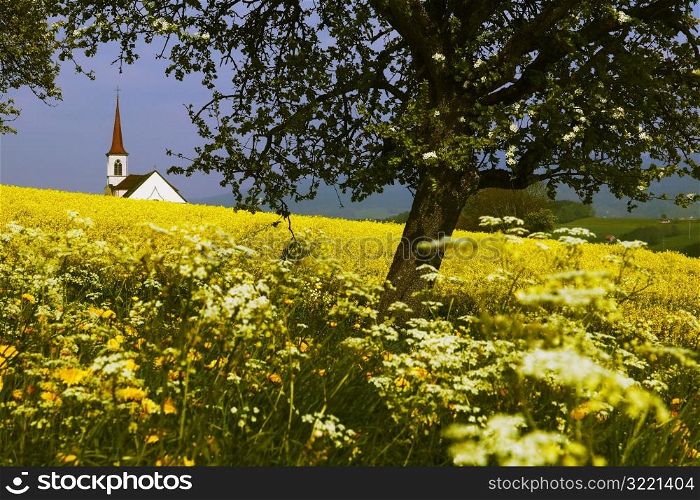 Country Church Spire in Field of Flowers