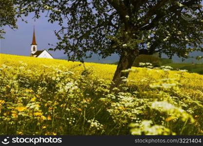Country Church Spire in Field of Flowers