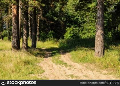 Country dirt road between pine trunks in summer forest