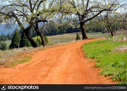 Country Dirt Road. Dirt road running through red soil with oak trees and open fields in the distance with forest in the background. Grass and a young fruit orchard are on the right side of trail.