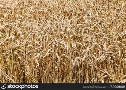 country field of ripe wheat in summer day