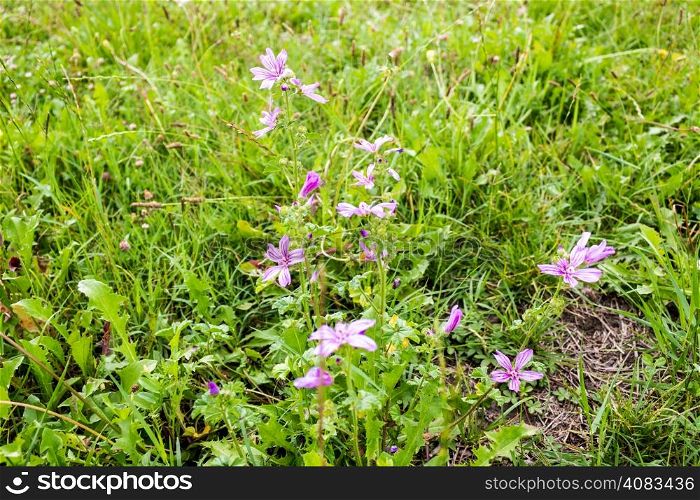 country fuchsia flowers on green weeds and blades of grass making a greenery background texture.