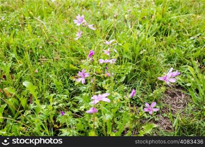 country fuchsia flowers on green weeds and blades of grass making a greenery background texture.