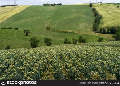 Country landscape along the road from Cingoli to Appignano, Ancona province, Marche, Italy, at springtime. Onions