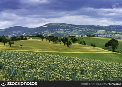 Country landscape along the road from Cingoli to Appignano, Ancona province, Marche, Italy, at springtime. Onions