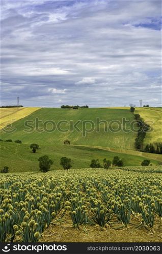 Country landscape along the road from Cingoli to Appignano, Ancona province, Marche, Italy, at springtime. Onions