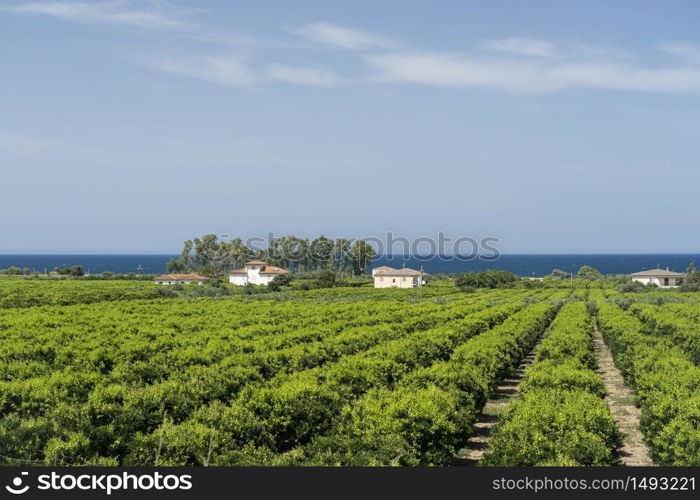 Country landscape and sea between Rossano and Corigliano Calabro, Cosenza, Calabria, Italy, at summer
