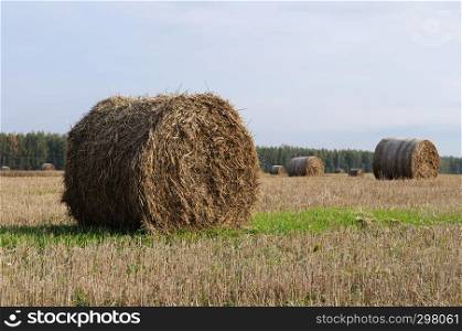 Country landscape, farm field with hay bales, sunny summer day
