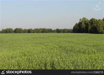Country landscape, green field on forest background