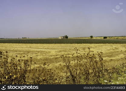 Country landscape in Apulia near Manduria, Taranto province, in the summertime