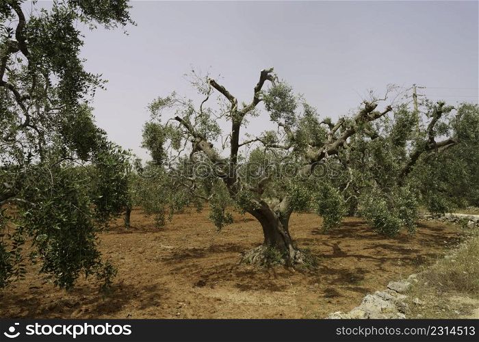 Country landscape in Apulia near Manduria, Taranto province, in the summertime. Old olive trees