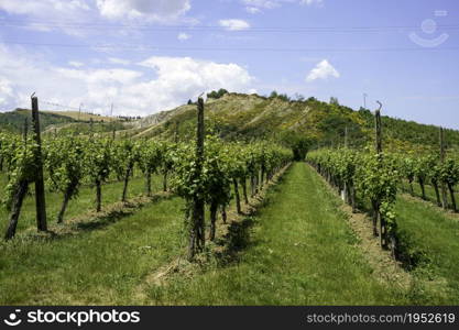 Country landscape on the hills in the Ravenna province, Emilia-Romagna, Italy, near Riolo Terme and Brisighella, at springtime