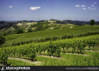 Country landscape on the hills in the Ravenna province, Emilia-Romagna, Italy, near Riolo Terme and Brisighella, at springtime