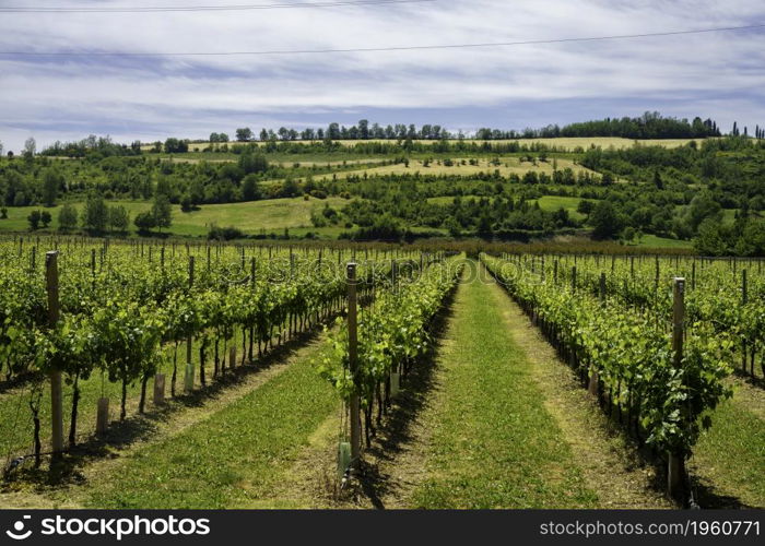 Country landscape on the hills in the Ravenna province, Emilia-Romagna, Italy, near Riolo Terme and Brisighella, at springtime