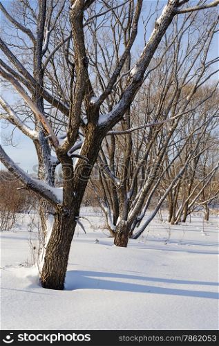 Country landscape, snow-covered bare trees, sunny winter day