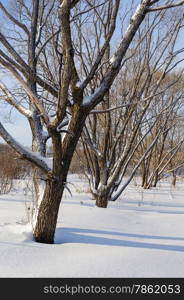 Country landscape, snow-covered bare trees, sunny winter day