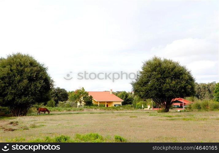 Country landscape with a horse and fund houses