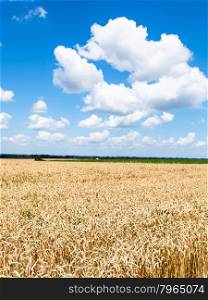 country landscape with blue sky and white clouds over plantation of ripe wheat in sunny summer day