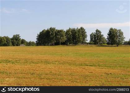 Country landscape, yellow meadow near the village outskirts