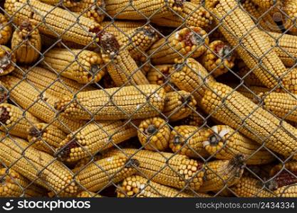 country lifestyle with corn cobs
