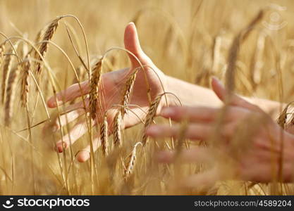 country, nature, summer holidays, agriculture and people concept - close up of young woman hands touching spikelets in cereal field