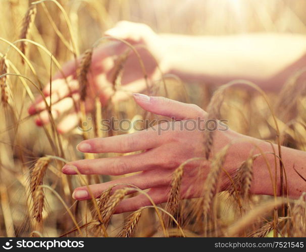 country, nature, summer holidays, agriculture and people concept - close up of young woman hands touching spikelets in cereal field. close up of woman hands in cereal field