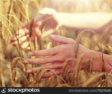 country, nature, summer holidays, agriculture and people concept - close up of young woman hands touching spikelets in cereal field. close up of woman hands in cereal field