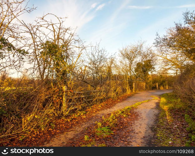 country path road way gate fence trees autumn empty; essex; england; uk