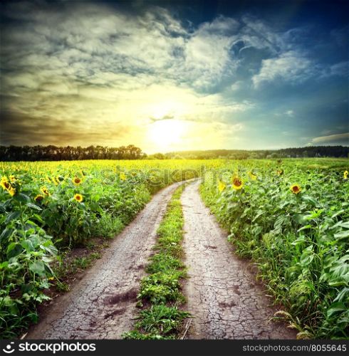 Country road among sunflowers leading to the setting sun. Country road among sunflowers