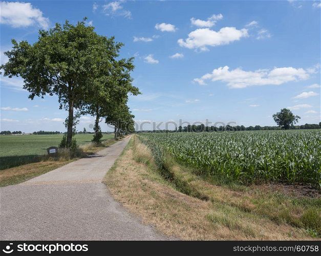 country road and cornfield near wuustwezel north of antwerp in belgium