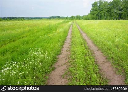 country road and green field