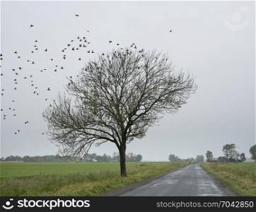 country road and tree with flock of sparrows between green grassy meadows in the dutch province of groningen on rainy autumn day