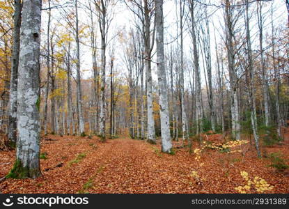 Country road at autumn in a beech forest at the province Smaland in Sweden.