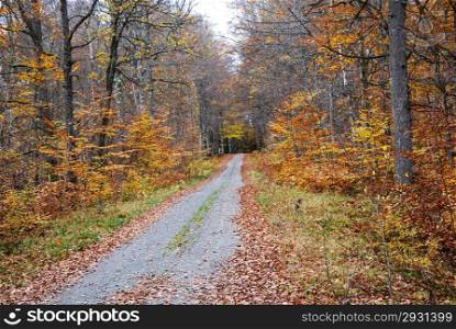 Country road at autumn in a beech forest at the province Smaland in Sweden.