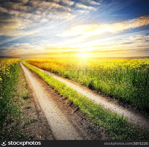 Country road in a field with yellow flowers under a setting sun. Country road in a field with yellow flowers