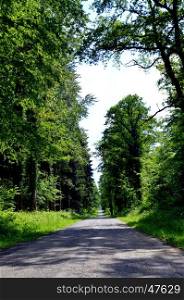 Country road in a straight line with of beautiful very green oaks.