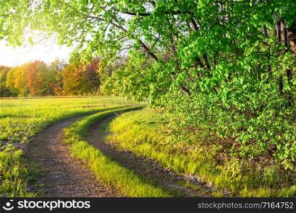Country road in a summer park. Green trees and grass. Bright sun. Country road in a summer park