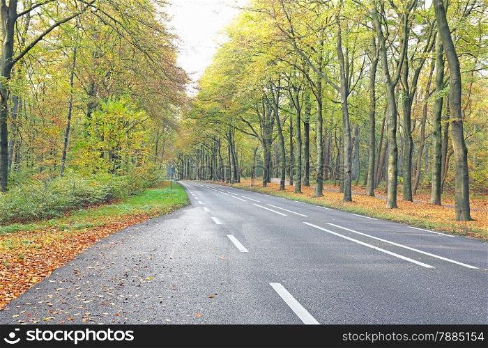 Country road in fall in the Netherlands