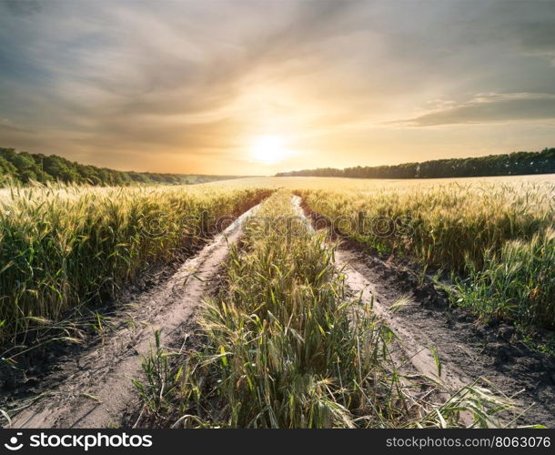 Country road in field with ears of wheat at sunset. Country road in field with ears of wheat