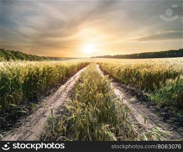 Country road in field with ears of wheat at sunset. Country road in field with ears of wheat