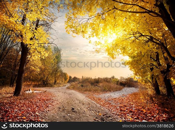 Country road in the autumn maple forest