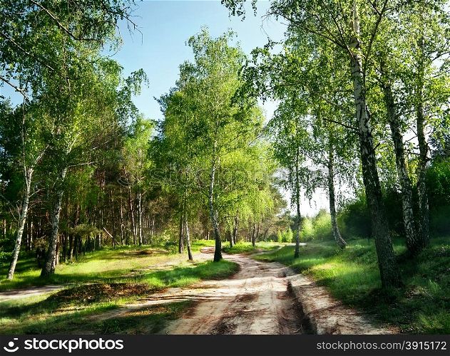 Country road in the forest under the green trees and blue sky