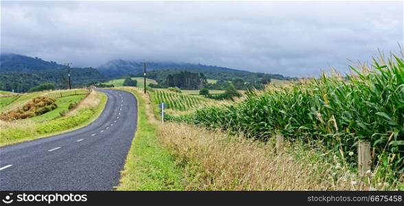Country road in Waikato, New Zealand. Rural road with maize fields